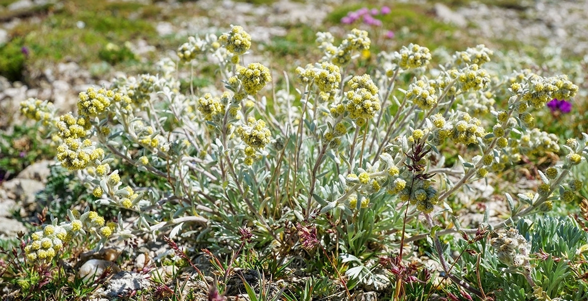 El extracto de Artemisia Umbelliformis: El héroe antioxidante poco conocido