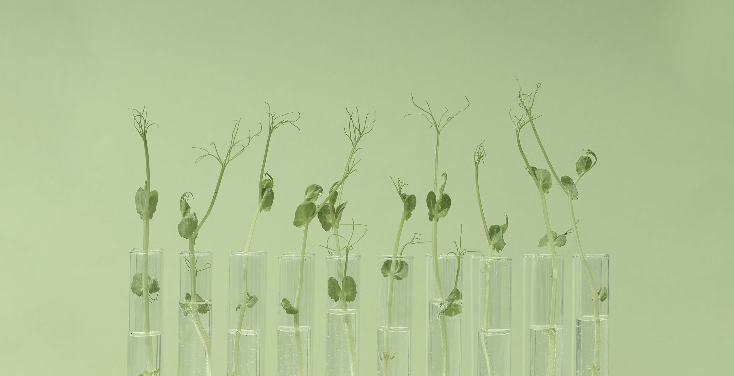 biotecnología en cosmética