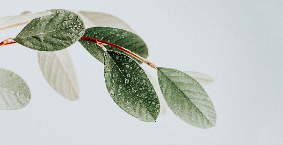 Cinco tendencias de la Clean Beauty que deberías conocer