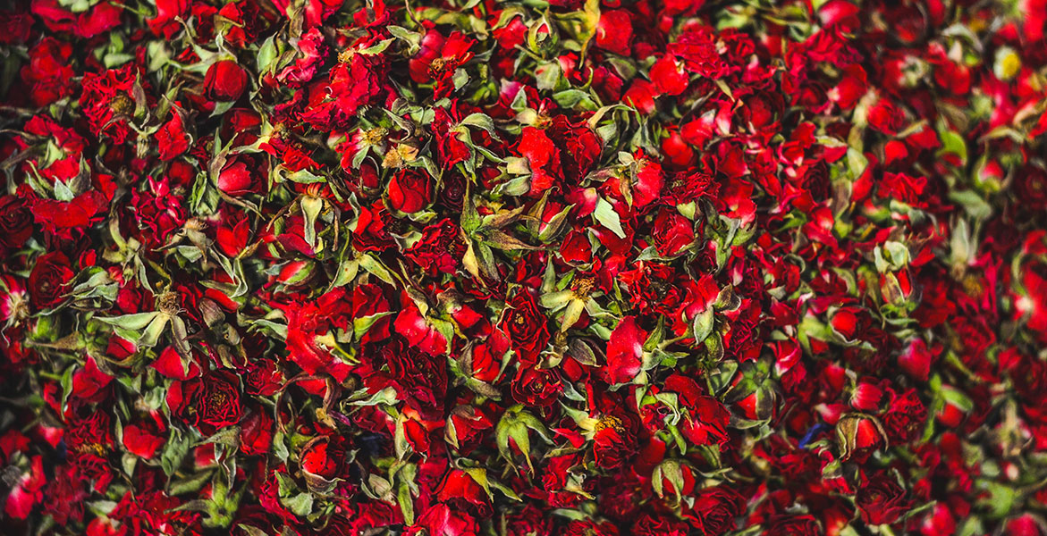 El nombre de la rosa: Todo lo que necesitas saber sobre el extracto de rosas
