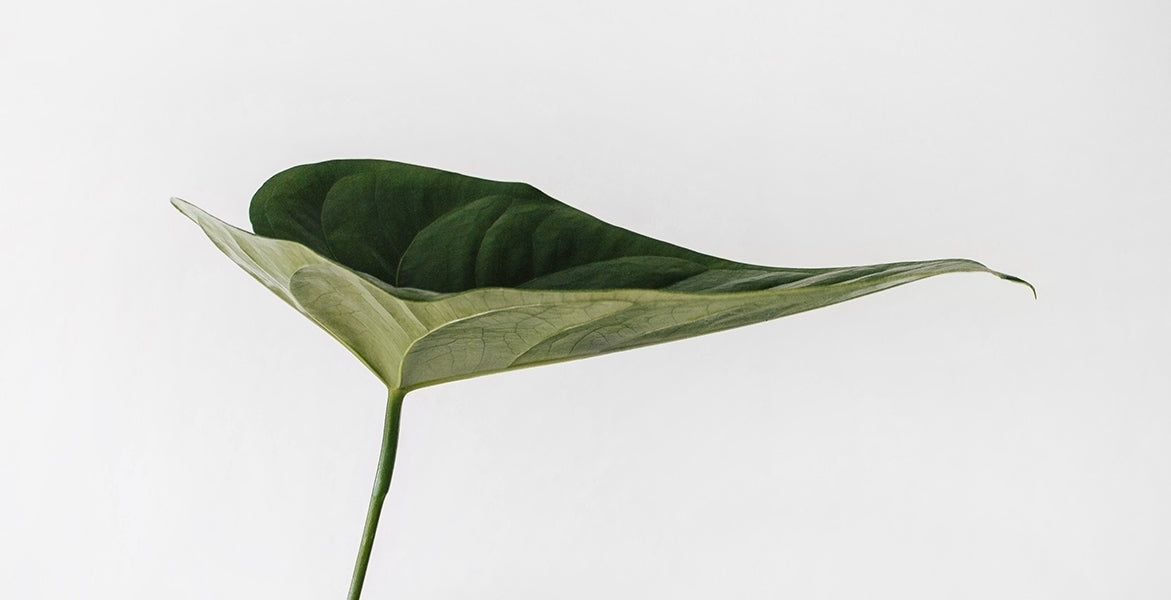 12 extractos botánicos para un tono de piel saludable