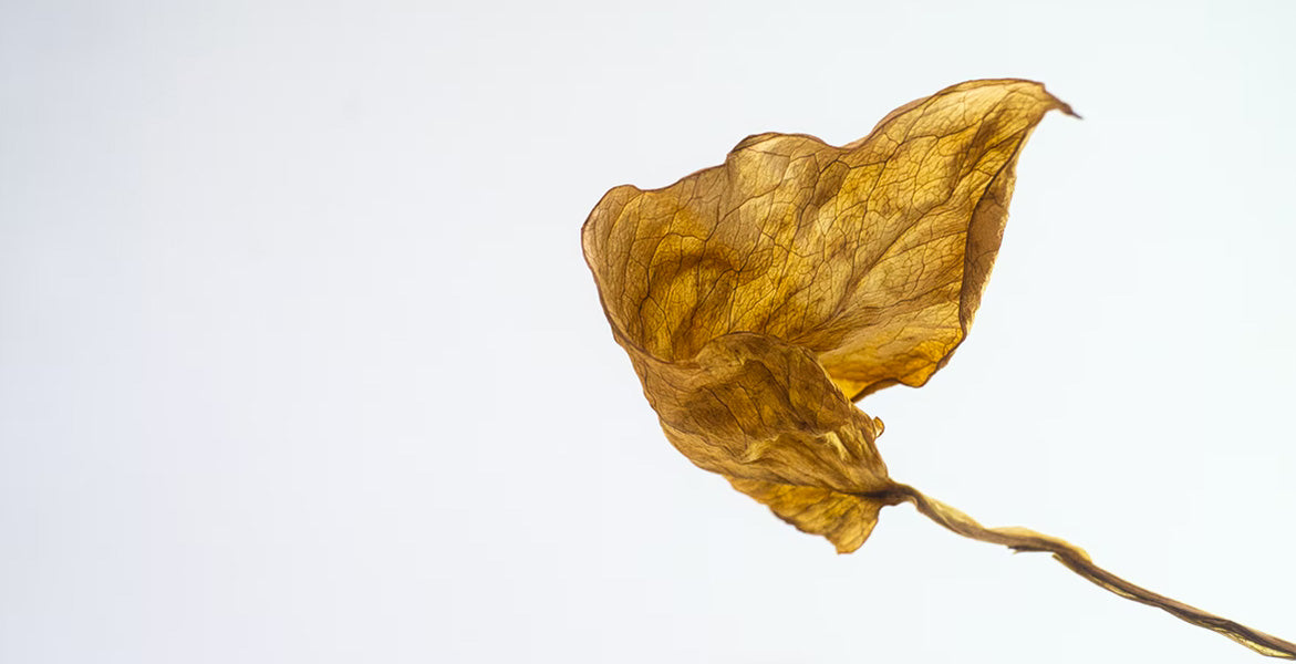 El Arte de envejecer bien, la gran premisa de la Clean Beauty