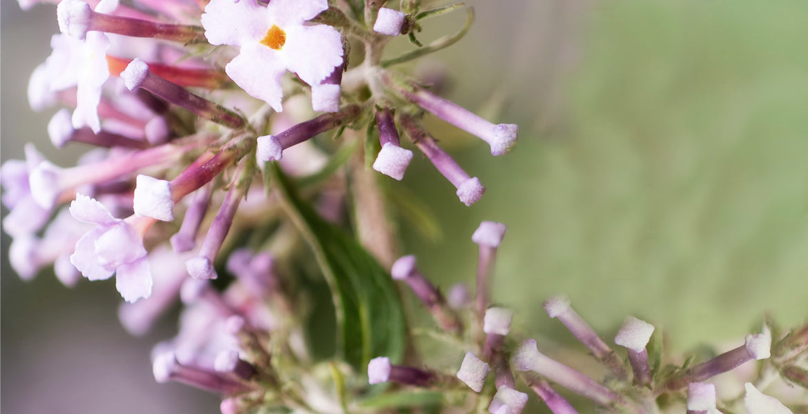 Ingrediente destacado: la Buddleja