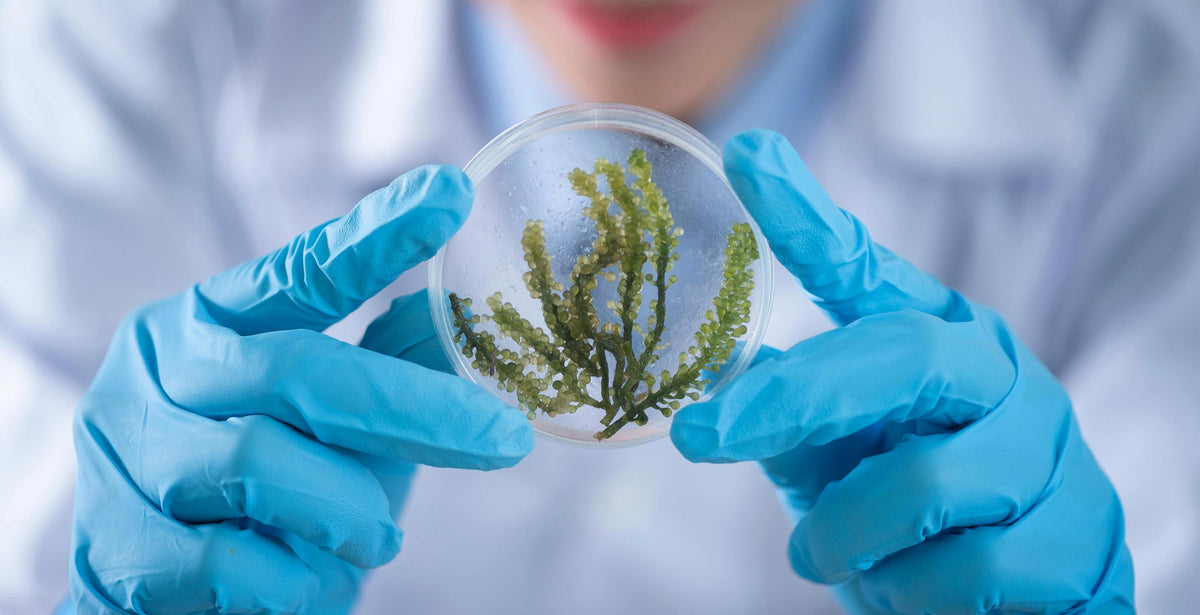Inventive Cosmetics Cosmetic Innovations with Conscience: Between the Exotic and the ...