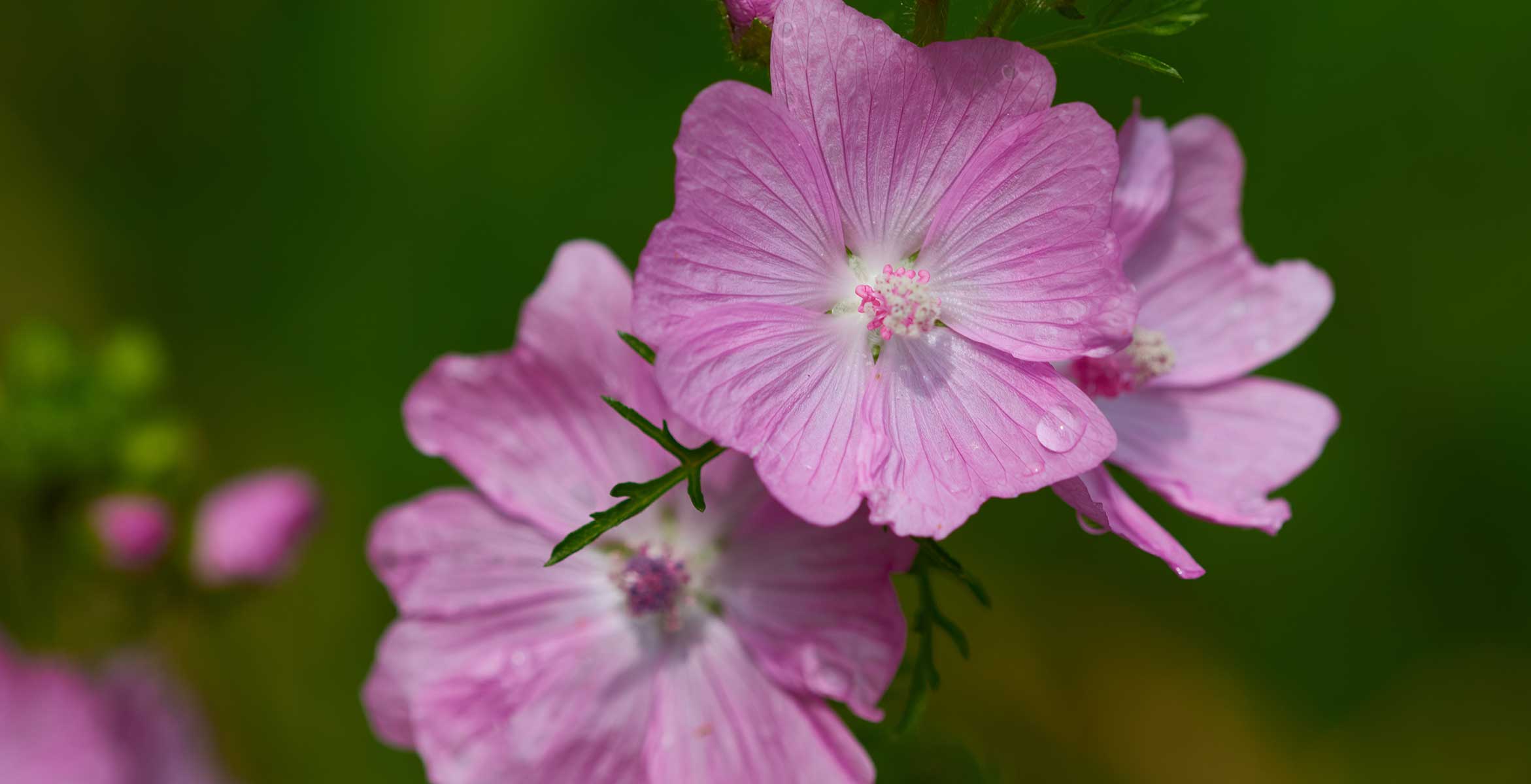 malva en cosmética