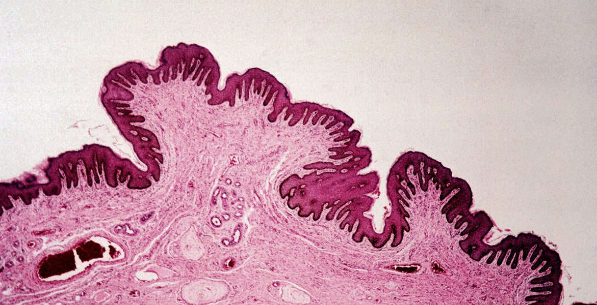 Descifrando el microbioma de la piel