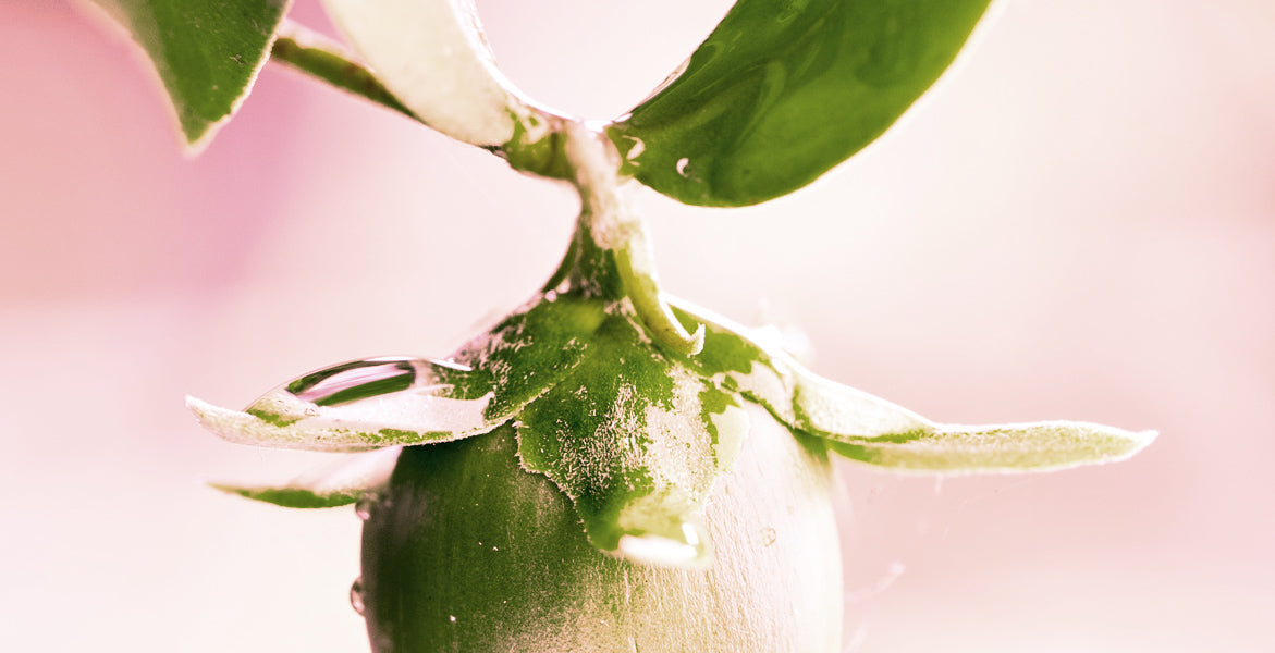 Doce datos sobre el aceite de jojoba